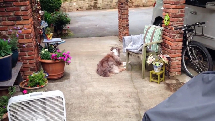 Small Bird Pulls Fur From Australian Shepherd to Make a Nest