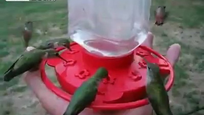 Hummingbirds - Lots of....