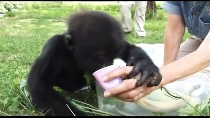 Baby Gorilla Blog #5