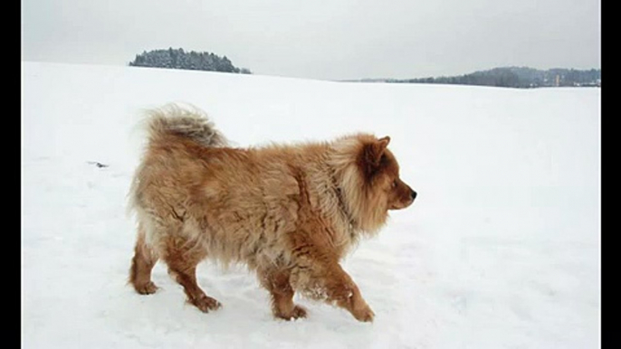 Walking the dog - Ngày Ngày Dắt Chó Đi Chơi