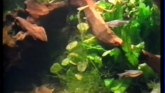 Early 1980's Fish People documentary.