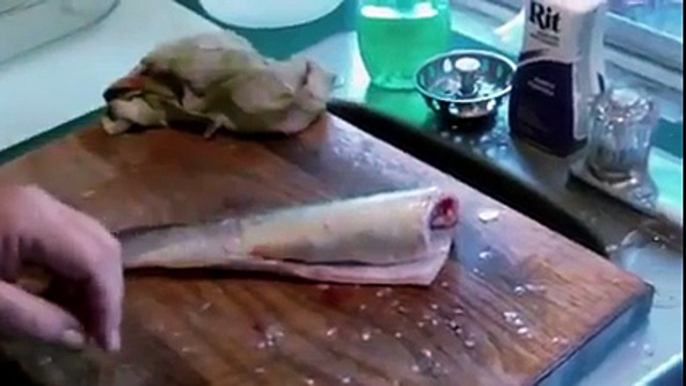 Headless Fish Still Fighting for his life.