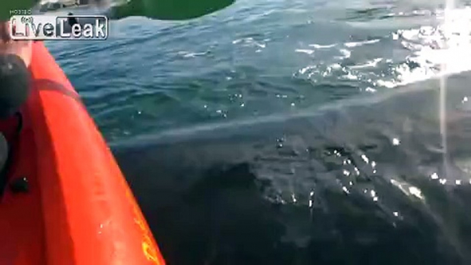 Whale lifts kayakers out of water