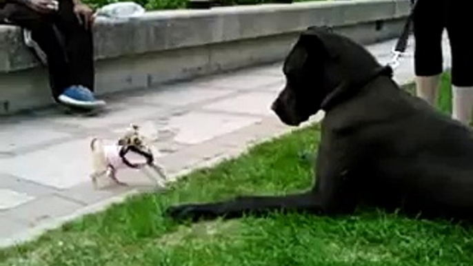 Chihuahua VS Great Dane