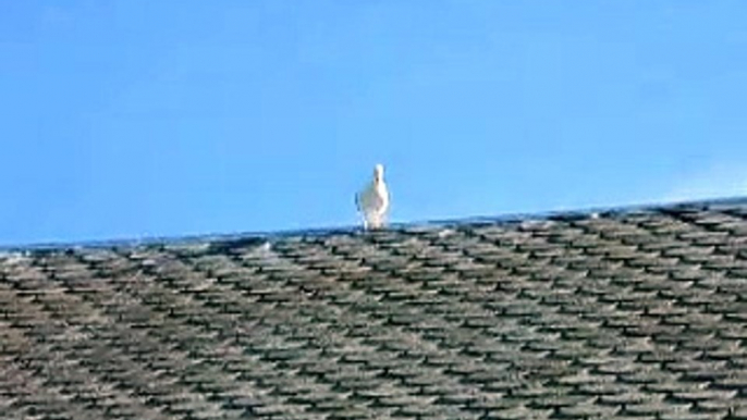 Seagull