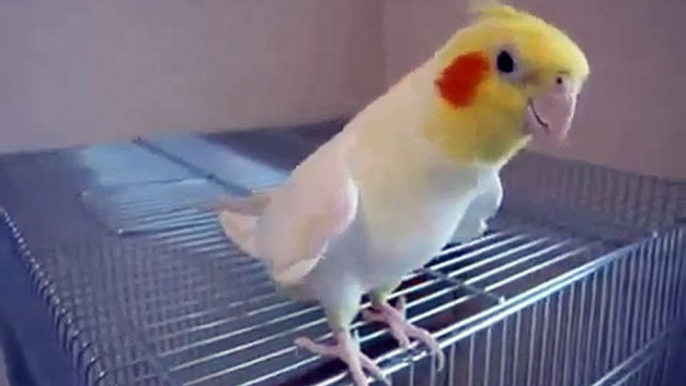 Miglior video e scherzi divertenti  ANIMALI DIVERTENTI PAPPAGALLO CHE CANTA UNA CANZONE