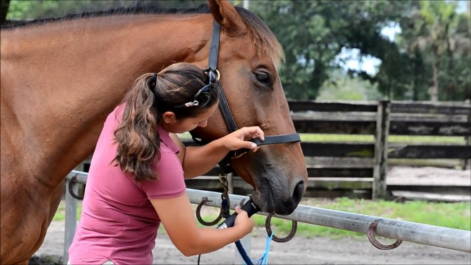 In the Best Light -  Equine Photography Tips and Tricks - Episode 1 The Head Shot