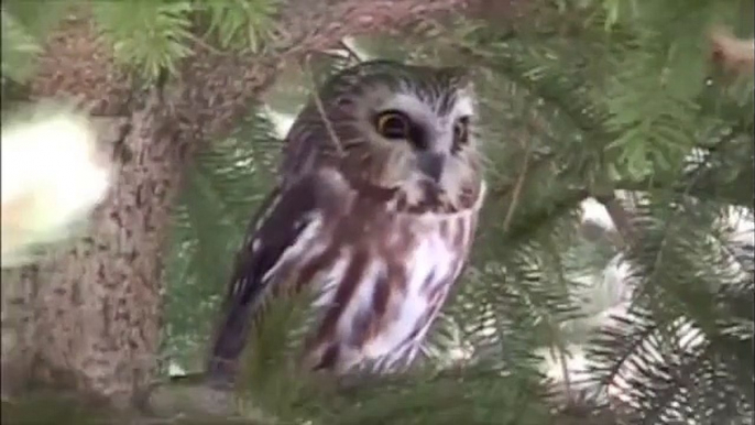 Finding Owls: Northern Saw-Whet Owl