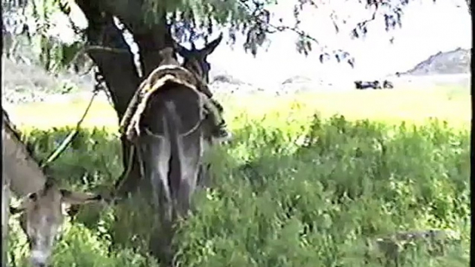 Donkey riding 1988