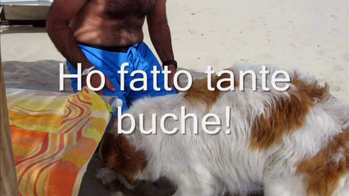 Non abbandonare il tuo cane! Fido può andare in vacanza!.avi