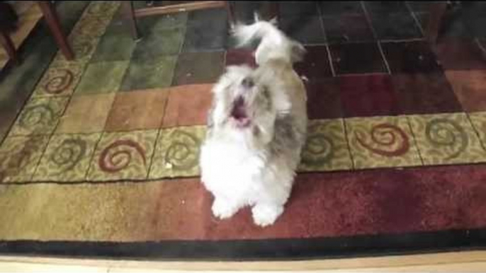 Cody, the Screaming Dog
