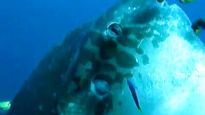 Dive with a Mola Mola in Nusa Lembongan (Bali) (Poisson Lune / Ocean Sunfish)