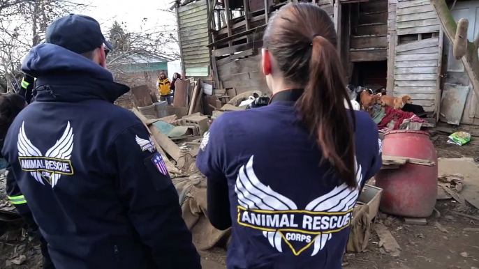 RAW: Animal Rescue Corps and Ohio County authorities rescue 54 animals