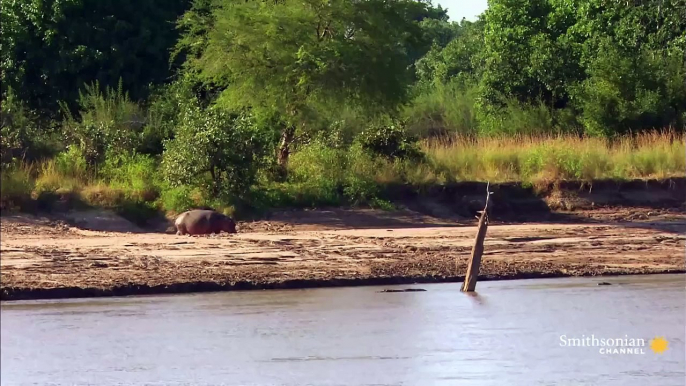 A Newborn Hippo Takes His First Breath