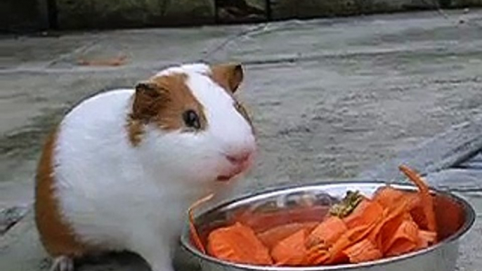 guinea pigs eating!