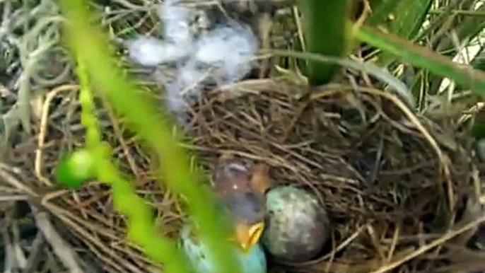 Mockingbird baby - ugly yet cute!