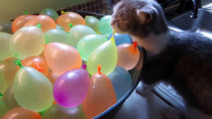 Un chaton trop mignon éclate des bombes à eau... Adorable