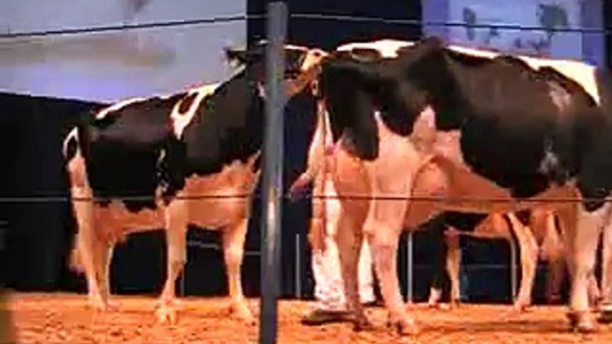 www.cattle.de - EUROTIER 2008: Rinderpräsentationen - Holsteins aus RLP, NRW, Saarland - GGI