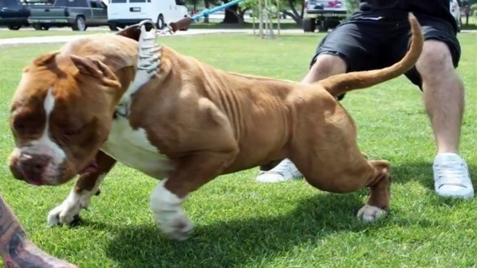 Biggest bully pitbull on earth - PITBULL GIANT - strongest dogs in the world