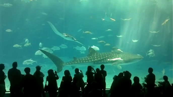 Koitec: André Ahrens besucht Churaumi Aquarium in Okinawa Japan