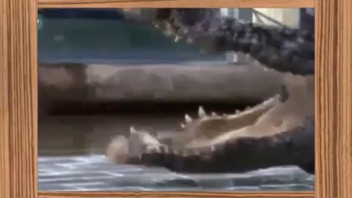 crocodile attacks    crocodile attack human    crocodile attacks human    Top 10