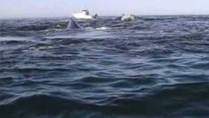 Kayaker Is Surrounded by Whales
