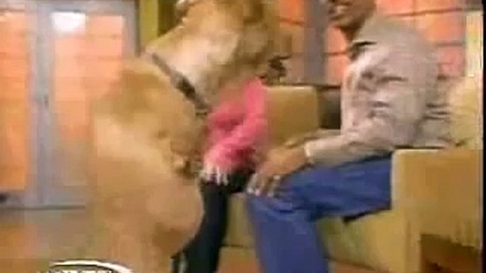 I Cried When I First Watched This Inspirational Dog