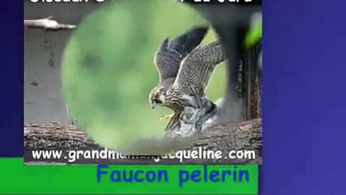 Faucon pelerin