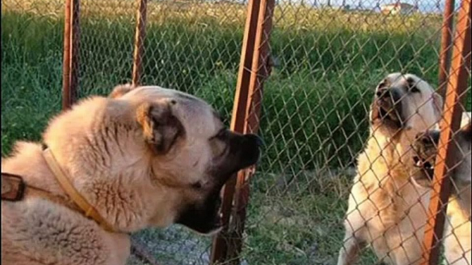 KANGAL