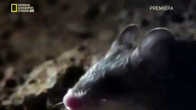 Ghostly Mouse Howl British Dub