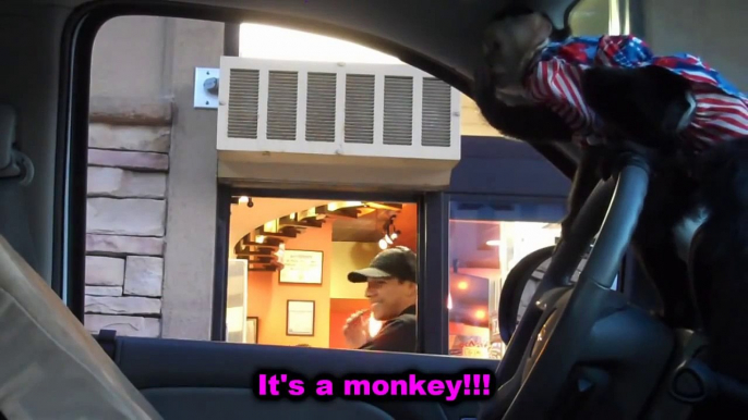 Drive Thru Monkey Driver Prank Outtakes