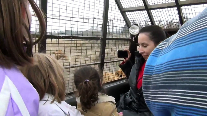 Lions jump on our cars at Parque Safari in Rancagua, Chile