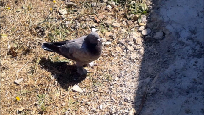 Seferli Güvercin 2015, Dumanlıakkuyruk Yavru İlkseferleri, Seferli Kuş, tumbler pigeon, bird, animal, Turkish pigeons.