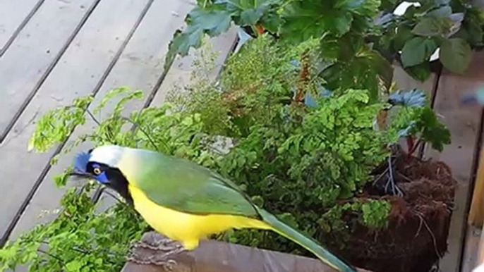 Un Carriquí en mi ventana