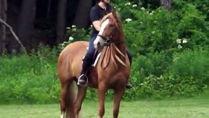 3 yr old chestnut Andalusian filly SOLD