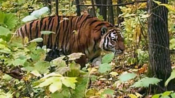 Tiger vs Lion real comparison. Real photos, giant siberian tigers, tiger kills lion.