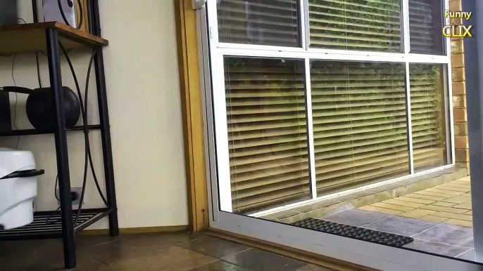 Cats and Dogs vs  Glass Doors Compilation NEW funny new 2015
