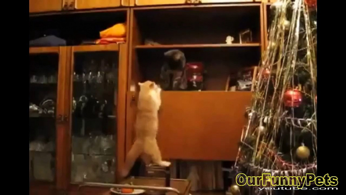 Funny cat videos 2015   Funny cat vines   Funny fails Cats Videos Cool Crazy Cats funny vines Videos