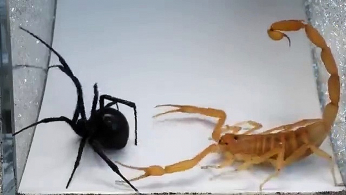 Terrible BUG FIGHTS between Scorpion and Spider