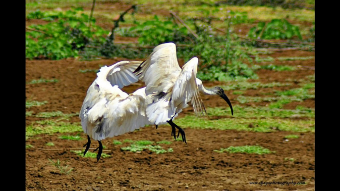 birds of india video.mp4