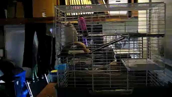 Does your chinchilla do this?