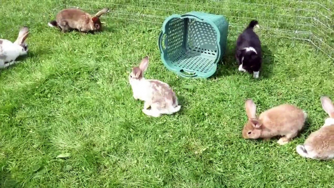 Border Collie Welpe kämpft mit 7 Kaninchen "" Border Collie Puppy fighting with 7 Rabbits