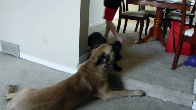 English Mastiff and Neapolitan Mastiff Playing