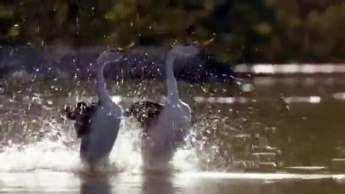 Dancing (Love) Ducks - Most Beautiful Dance by Birds