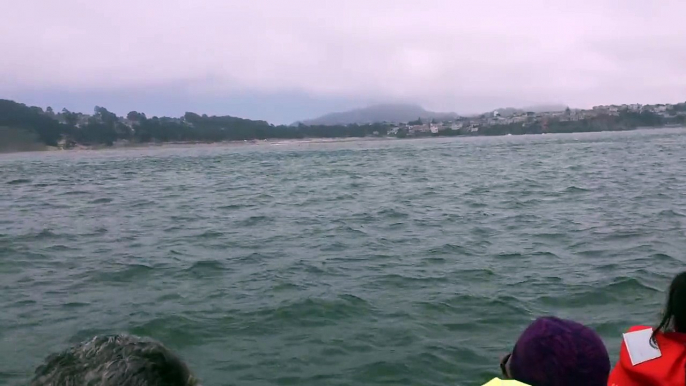 San Francisco Bay Whales near the Golden Gate Bridge (Bay Voyager)