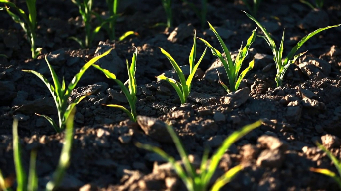 Applied Ag Morningside Leadership