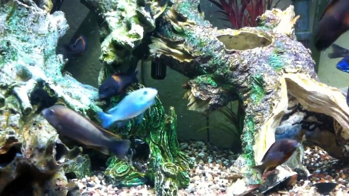 African Cichlid 135 Gallon Tank with Petrochromis, Tropheus, Tanganyika, Victoria, & Malawis