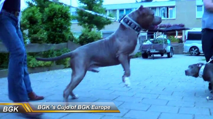 Big Bully pitbull Dog Collars Best custom dog collars  feat BGK's The Rock pit bull