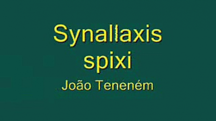 João Teneném - Synallaxis spixi