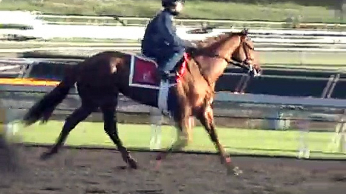 2009 Kentucky Derby & Oaks Contenders